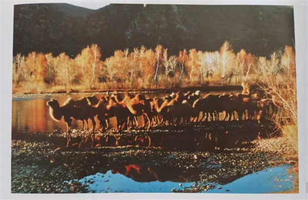 1666143059210667.jpg 10秋日驼影.jpg